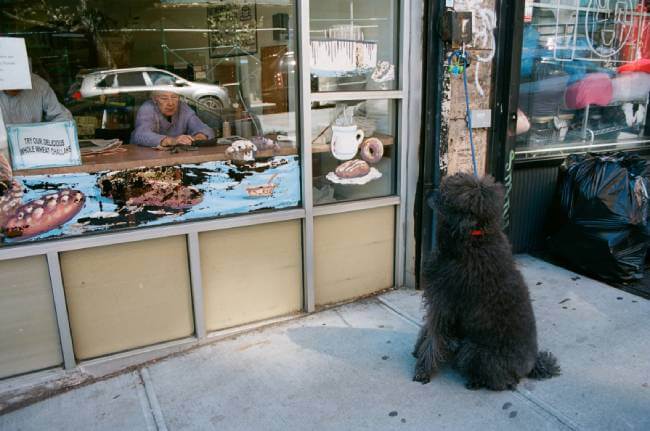 Pet Bakery Business